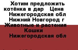 Хотим предложить котёнка в дар › Цена ­ - - Нижегородская обл., Нижний Новгород г. Животные и растения » Кошки   . Нижегородская обл.